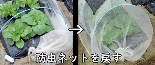 防虫ネットを戻す