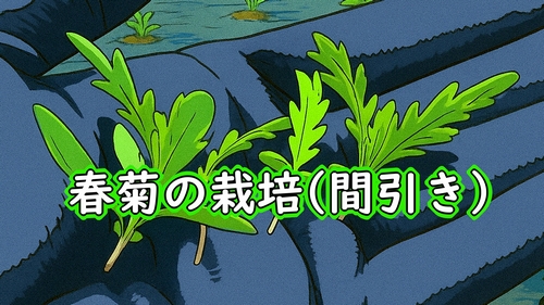 春菊（しゅんぎく・菊菜・シュンギク）の間引き（間引きして、春菊を大きく育てる）