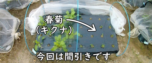 春菊の栽培区画（露地栽培のシュンギク・菊菜）