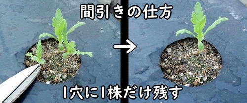 春菊の間引きの仕方（シュンギク・菊菜の間引き方法）