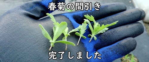 間引いた春菊（しゅんぎく・菊菜の間引き菜）