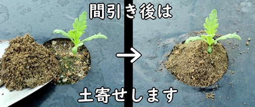 春菊（しゅんぎく・菊菜・シュンギク）の土寄せ