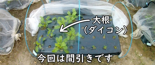 大根の栽培区画（露地栽培のダイコン・ミニ大根）