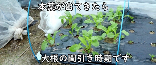 発芽した大根（だいこん・ミニ大根）の株