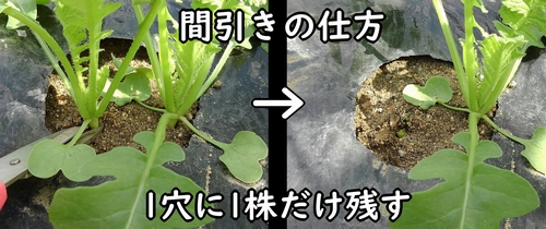 大根の間引き方（ダイコン・ミニ大根の間引き方法）