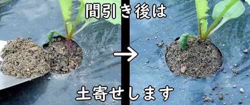 大根（ダイコン・ミニ大根）の土寄せ