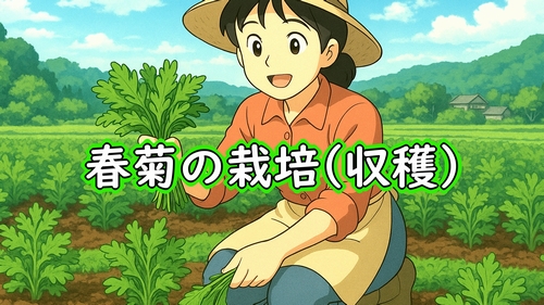 春菊(しゅんぎく・菊菜・シュンギク)の収獲(9月に種まきした春菊が、収穫時期になりました)