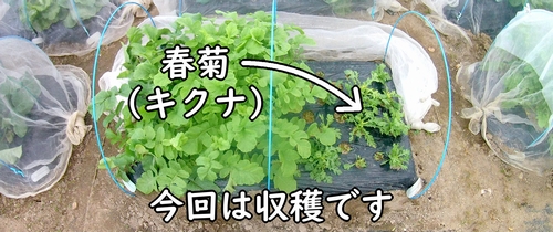 収穫時期になった春菊(種まきから収穫まで世話したしゅんぎく・菊菜)