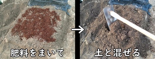 春菊の肥料を土に混ぜ込む(しゅんぎく・菊菜の元肥を施肥する)