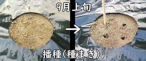 春菊の種まき時期は9月上旬頃(しゅんぎく・菊菜の播種時期は9月が適期)