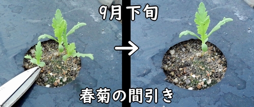 春菊(しゅんぎく・菊菜・シュンギク)の間引き