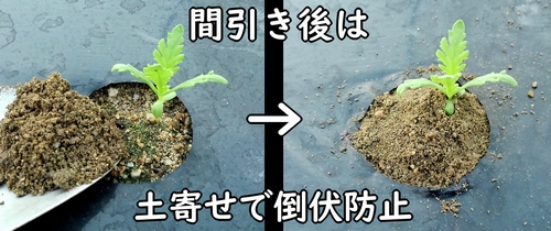 春菊(しゅんぎく・菊菜)の土寄せ(倒伏を防止して、春菊の生育を促す)