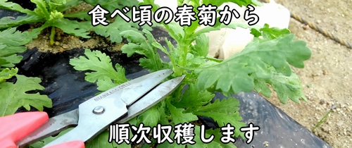 収穫時期になった春菊(しゅんぎく・菊菜)
