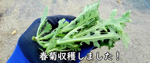 収穫した春菊(ちょうど食べごろのしゅんぎく・菊菜)