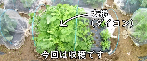 収穫時期になった大根(種まきから収穫まで世話したダイコン・ミニ大根)