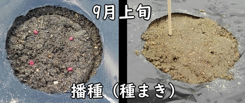 大根の種まき時期は9月上旬頃(だいこん・ミニ大根の播種時期は9月が適期)