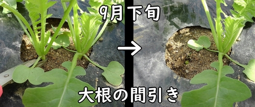 大根(ダイコン・ミニ大根)の間引き