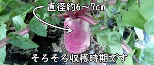 収穫時期に達した大根(ダイコン・ミニ大根)