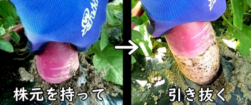 大根の収穫作業(ダイコン・ミニ大根の収穫方法は株ごとです)