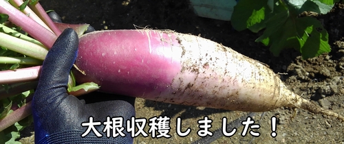 収獲した大根(ダイコン・ミニ大根)