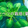 芽キャベツの葉かき（芽キャベツの摘葉・下葉かき）