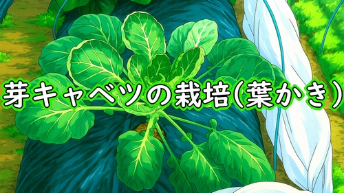 芽キャベツの葉かき(芽キャベツの摘葉・下葉かき)