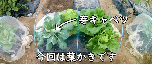 葉かきの時期になった芽キャベツ(芽キャベツの下葉かきの仕方)
