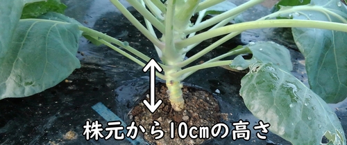 芽キャベツの葉かき範囲(芽キャベツの株元から10cm)