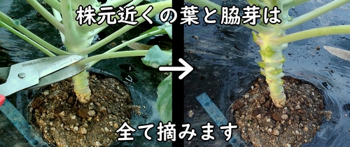 芽キャベツの下葉と脇芽は摘む(芽キャベツの上部に栄養を行き渡らせるため)