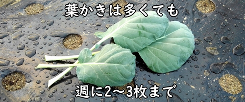 芽キャベツの葉かきは週に3枚まで(摘葉しすぎると、芽キャベツの株が成長できない)