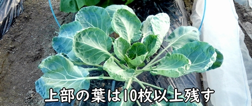 芽キャベツの頂部の葉は10枚以上残す(芽キャベツが光合成するために必要)
