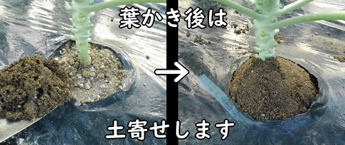 葉かき後は、芽キャベツの株元に土寄せします(芽キャベツの倒伏防止のため)