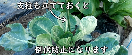 芽キャベツの株の横に支柱を立てる(芽キャベツの倒伏リスクを減らす)