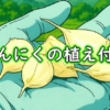 にんにく（大蒜）の植え付け（ニンニクの植え時期は10月上旬頃）