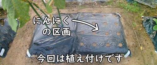 ニンニク(大蒜・にんにく)の栽培区画