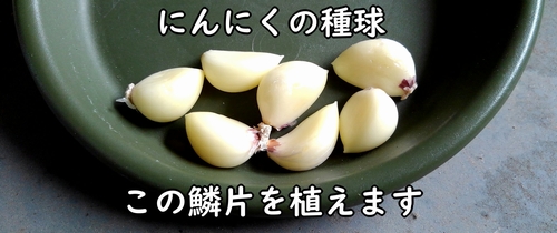 にんにくの種球(大蒜・にんにくの植え付けに使う鱗片)