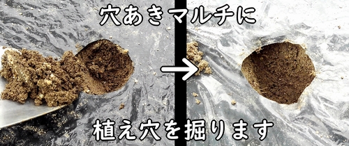 にんにくの植え付けに必要な穴をあける(大蒜・ニンニクの植え穴の深さは6~7cm)