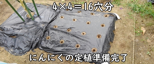 にんにく(大蒜・ニンニク)の植え付け準備完了