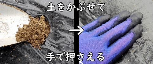 にんにくの鱗片に土をかぶせる(大蒜・ニンニクに覆土して鎮圧する)