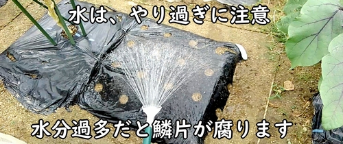 植え付け後のにんにく(大蒜・ニンニク)に水やりをする