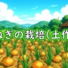 玉ねぎ（タマネギ・玉葱）の土作り