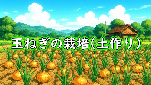 玉ねぎ(タマネギ・玉葱)の土作り