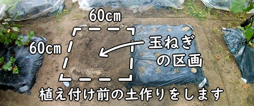 玉ねぎ(タマネギ・玉葱)の栽培区画