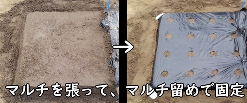 たまねぎ(玉葱・タマネギ)の畝にマルチを張る