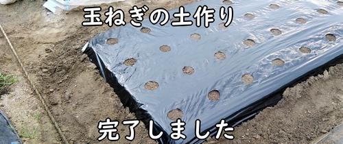 たまねぎ(玉葱・タマネギ)を植える前の土作り完了です