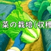 白菜の収穫（ミニ白菜・ハクサイの収穫方法）
