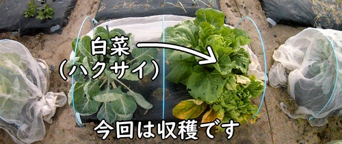 収穫時期になった白菜(苗から育ててきたミニ白菜・ハクサイ)