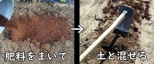 白菜(ミニ白菜、ハクサイ)の肥料を土に混ぜ込む