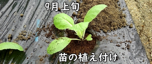 白菜(ミニ白菜、ハクサイ)の苗の植え付けは9月上旬頃