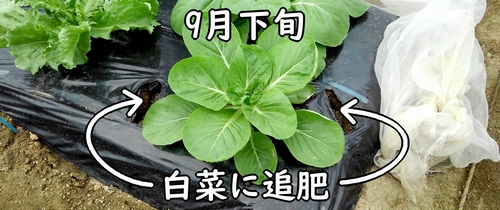 白菜の追肥(ミニ白菜、ハクサイに追加の肥料を補う)